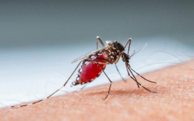 Dengue Fever: Symptoms and Causes